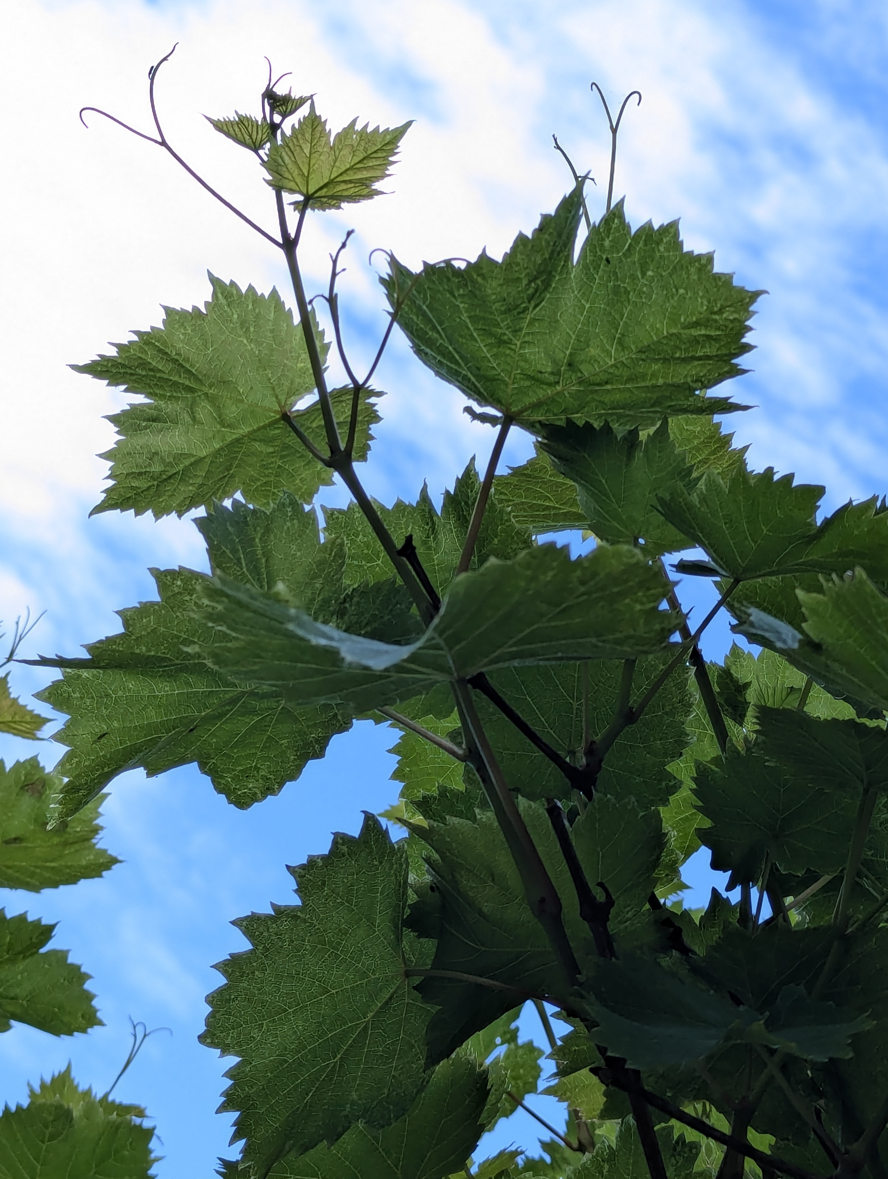 Birthday Trip to Canada, Country Vines Winery, Richmond, British Columbia